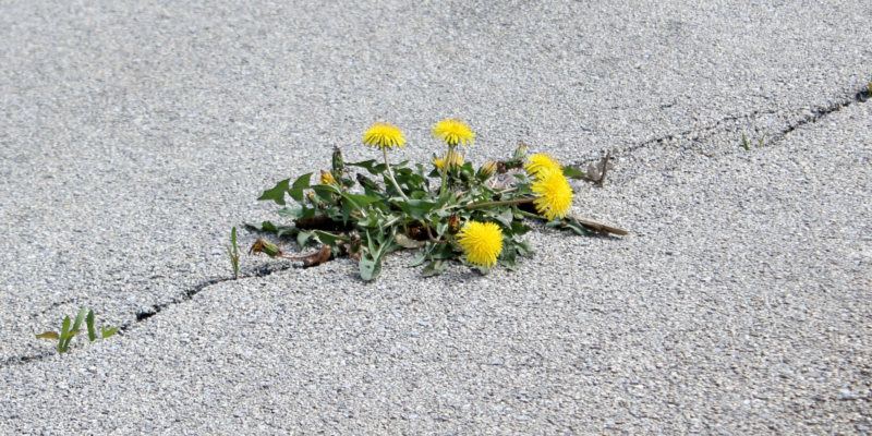 Aún en el caos puede germinar la vida