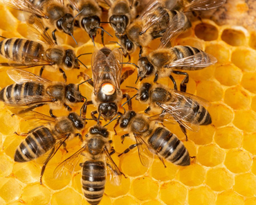 Abejas y personas: una dulce alianza que no es solo miel
