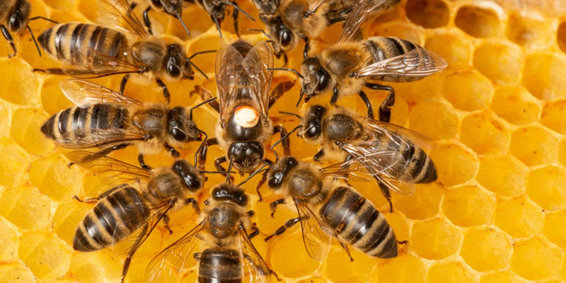 Abejas y personas: una dulce alianza que no es solo miel