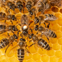 Abejas y personas: una dulce alianza que no es solo miel